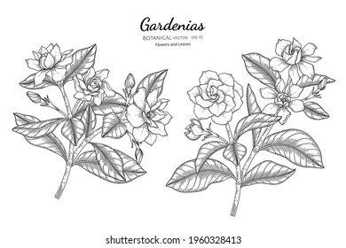 Gardenias flower and leaf hand drawn botanical illustration with line art.