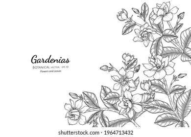 Gardenias flower and leaf hand drawn botanical illustration with line art.