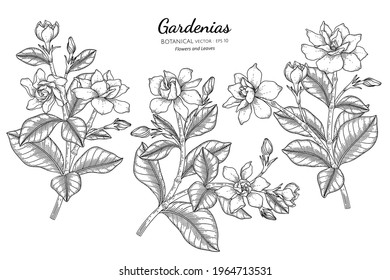 Gardenias flower and leaf hand drawn botanical illustration with line art.