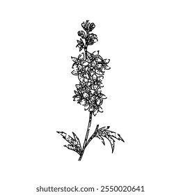 Gardening Delphinium handgezeichnet. mehrjährige Blüten, blaue Stacheln, Cottage Gardening Delphinium Vektorskizze. einzelne schwarze Illustration