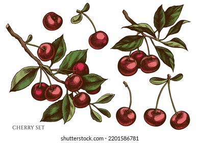 Gardening hand drawn vector illustrations collection. Colored cherry.