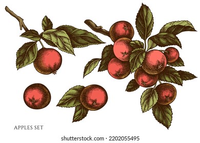Gardening hand drawn vector illustrations collection. Colored apples.