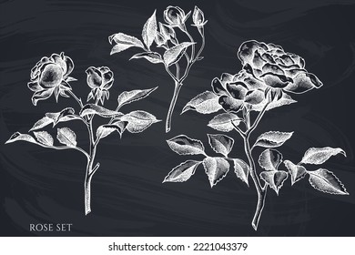 Colección de ilustraciones vectoriales dibujadas a mano de jardinería. Alk rose.
