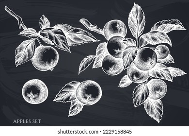 Colección de ilustraciones vectoriales dibujadas a mano de jardinería. Chalk manzanas.