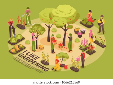 Gardening infographic elements composition isometric poster with trees flowers  planting vegetables watering cabbage pumpkin harvesting vector illustration