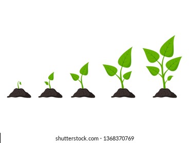 Gardening. Phases Plant Growing. Planting. Seeds Sprout In Ground. Infographic And Evolution Concept. Vector Illustration