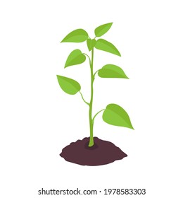 Gardening plant. Sprout, plant growing. Vector illustration isolated on white.