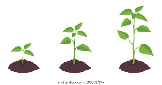 Gardening plant stages of grow. Sprout growth in ground. Vector illustration on white background