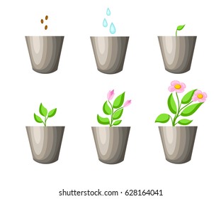 Gardening, planting process concept. How to grow tree from the seed in the garden easy step by step. Vector illustration