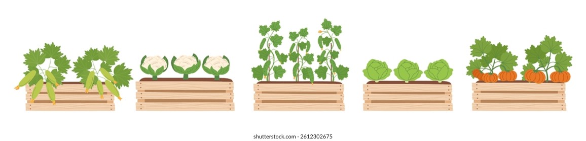 Gardening, spring and farming concept. Set of wooden boxes with growing vegetables - cucumbers, cauliflowers, cabbage, pumpkins, zucchini. Vector hand drawn cliparts isolated on white.