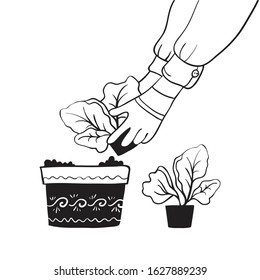 Gardening, spring garden field work. A man sits seedlings in a flower pot. Growing vegetables and flowers business. Landscaping of the workspace. Hand drawn vector sketch linear style on a white backg