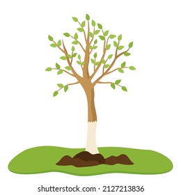 Gardening spring whitewashing of trees. A young seedling in fresh soil. Illustration of agriculture