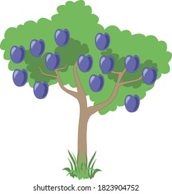 Gardening: tree with green leaves and ripe plums, isolated on white background. Green grass near the tree. Flat infographics. Vector illustration.