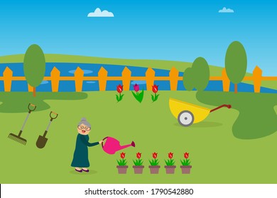 Gardening vector concept: Happy old woman watering pots of roses at the garden