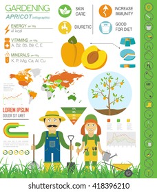 Gardening work, farming infographic. Apricot. Graphic template. Flat style design. Vector illustration