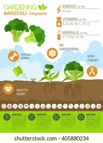 Gardening work, farming infographic. Broccoli. Graphic template. Flat style design. Vector illustration