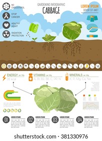 Gardening work, farming infographic. Cabbage. Graphic template. Flat style design. Vector illustration