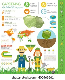 Gardening work, farming infographic. Cabbage. Graphic template. Flat style design. Vector illustration