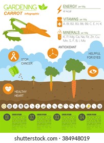 Gardening work, farming infographic. Carrot. Graphic template. Flat style design. Vector illustration