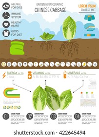 Gardening work, farming infographic. Chinese cabbage. Graphic template. Flat style design. Vector illustration