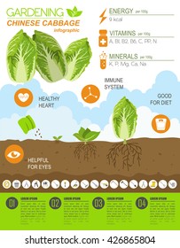 Gardening work, farming infographic. Chinese cabbage. Graphic template. Flat style design. Vector illustration