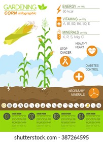 Gardening work, farming infographic. Corn. Graphic template. Flat style design. Vector illustration