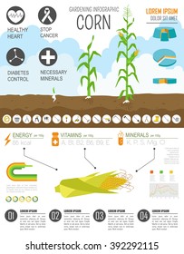 Gardening Work Farming Infographic Corn Graphic Stock Vector (Royalty ...