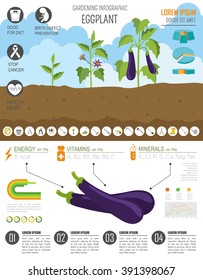 Gardening work, farming infographic. Eggplant. Graphic template. Flat style design. Vector illustration