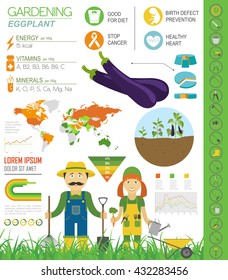 Gardening work, farming infographic. Eggplant. Graphic template. Flat style design. Vector illustration