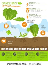 Gardening work, farming infographic. Lettuce. Graphic template. Flat style design. Vector illustration