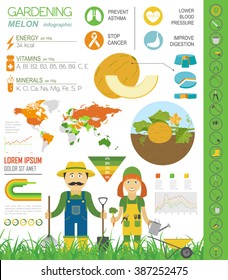 Gardening work, farming infographic. Melon. Graphic template. Flat style design. Vector illustration