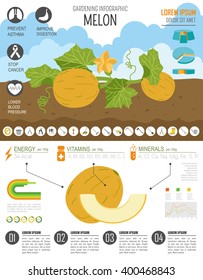 Gardening work, farming infographic. Melon. Graphic template. Flat style design. Vector illustration