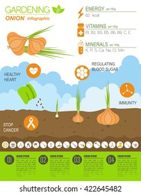 Gardening work, farming infographic. Onion, Graphic template. Flat style design. Vector illustration