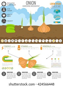 Gardening work, farming infographic. Onion, Graphic template. Flat style design. Vector illustration