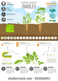 Gardening work, farming infographic. Parsley. Graphic template. Flat style design. Vector illustration