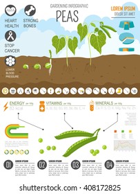 Gardening work, farming infographic. Peas. Graphic template. Flat style design. Vector illustration