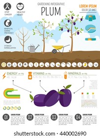 Gardening work, farming infographic. Plum. Graphic template. Flat style design. Vector illustration