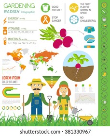 Gardening work, farming infographic. Radish. Graphic template. Flat style design. Vector illustration