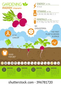 Gardening work, farming infographic. Radish. Graphic template. Flat style design. Vector illustration