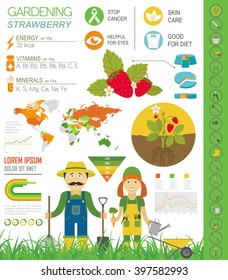 Gardening work, farming infographic. Strawberry. Graphic template. Flat style design. Vector illustration