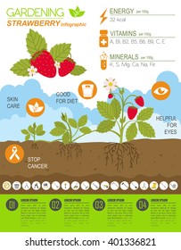 Gardening work, farming infographic. Strawberry. Graphic template. Flat style design. Vector illustration