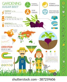 Gardening work, farming infographic. Sugarbeet. Graphic template. Flat style design. Vector illustration