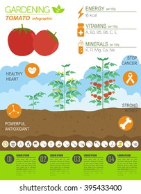 Gardening work, farming infographic. Tomato. Graphic template. Flat style design. Vector illustration