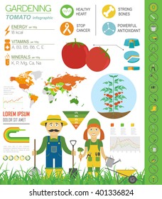 Gardening work, farming infographic. Tomato. Graphic template. Flat style design. Vector illustration