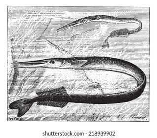 Garfish or Sea needle, vintage engraved illustration. Dictionary of words and things - Larive and Fleury - 1895.