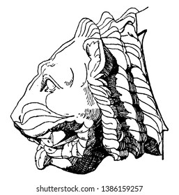Gargoyle Lion Head found in the Parthenon of Athens, flying buttresses were used, aqueducts, vintage line drawing or engraving illustration.