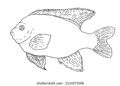 Garibaldi Fish Sketch Black Contour Isolated Stock Vector (Royalty Free ...