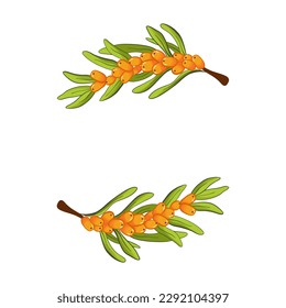 Garland with sea buckthorn. Floral wreath. Herbal circle frame.Vector illustration on white background. 