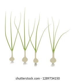 Garlic 4 plants vector illustration eps
