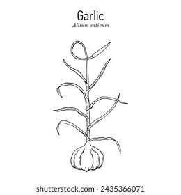 Garlic (Allium sativum), edible and medicinal plant. Hand drawn botanical vector illustration